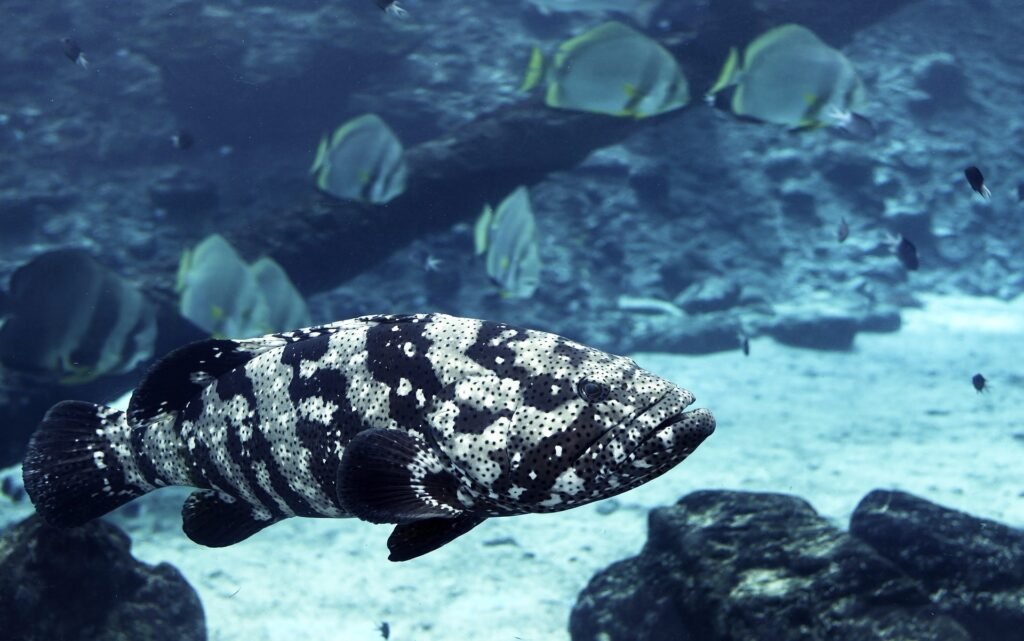 Great Barrier Reef