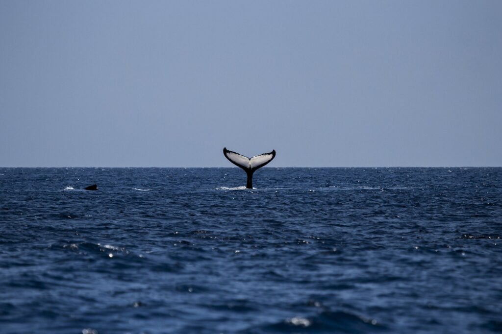 Western Prince Whale and Wildlife Tours