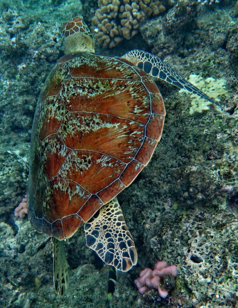 Cairns to Great Barrier Reef