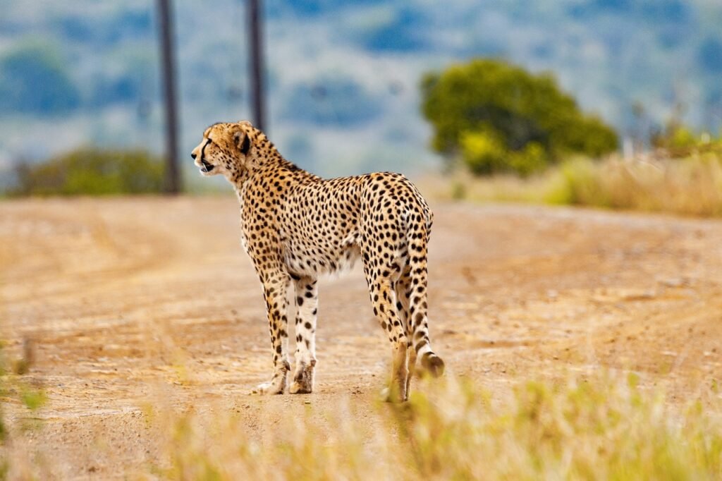 Best African Safari Tours Tripadvisor