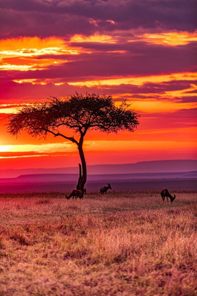 Best African Safari Tours Tripadvisor