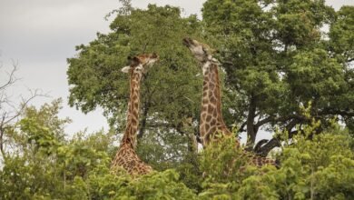 Cape Town and Kruger Safari Packages